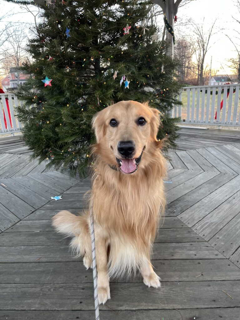 Favorite Golden Elf🎄🌲