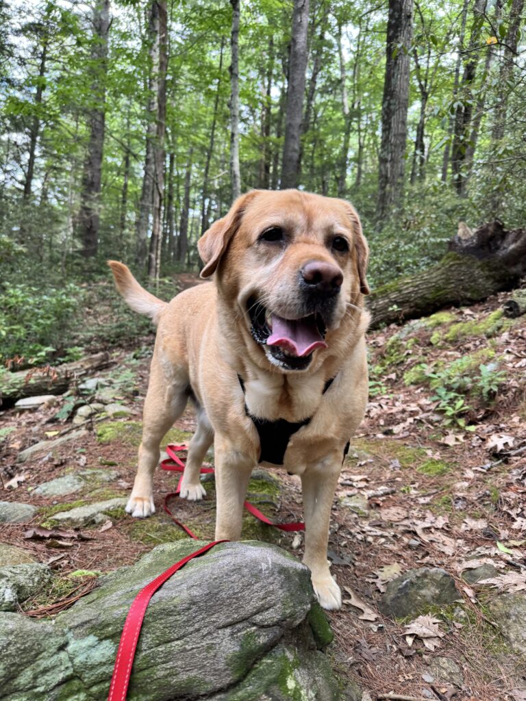 New Day, New Trail 🐾