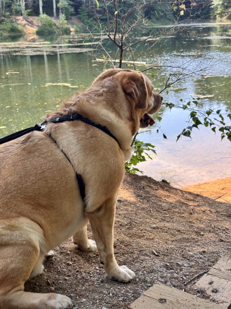 Roam Sweet Roam 🥾 🐾