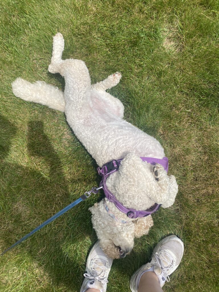 Pawsitively Fun Thursday 🐾