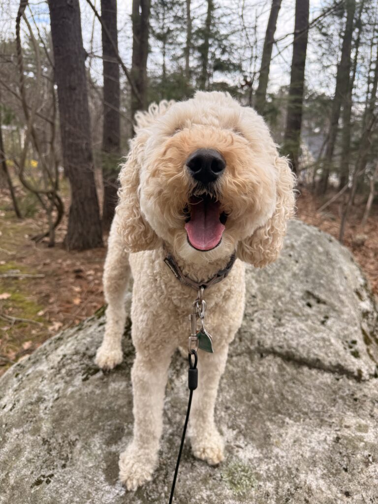 Millie’s Rock