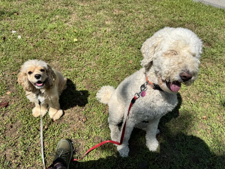 Dynamic Duo
