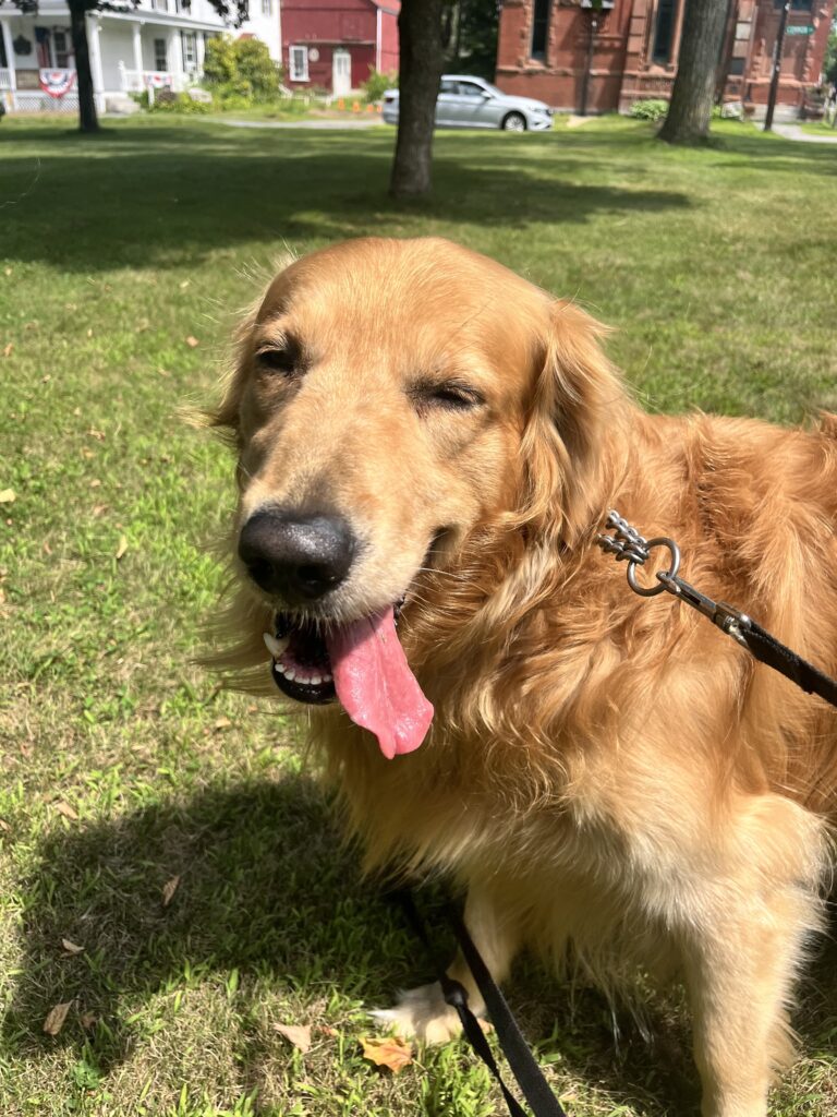 Pawfect Day For A Stroll !