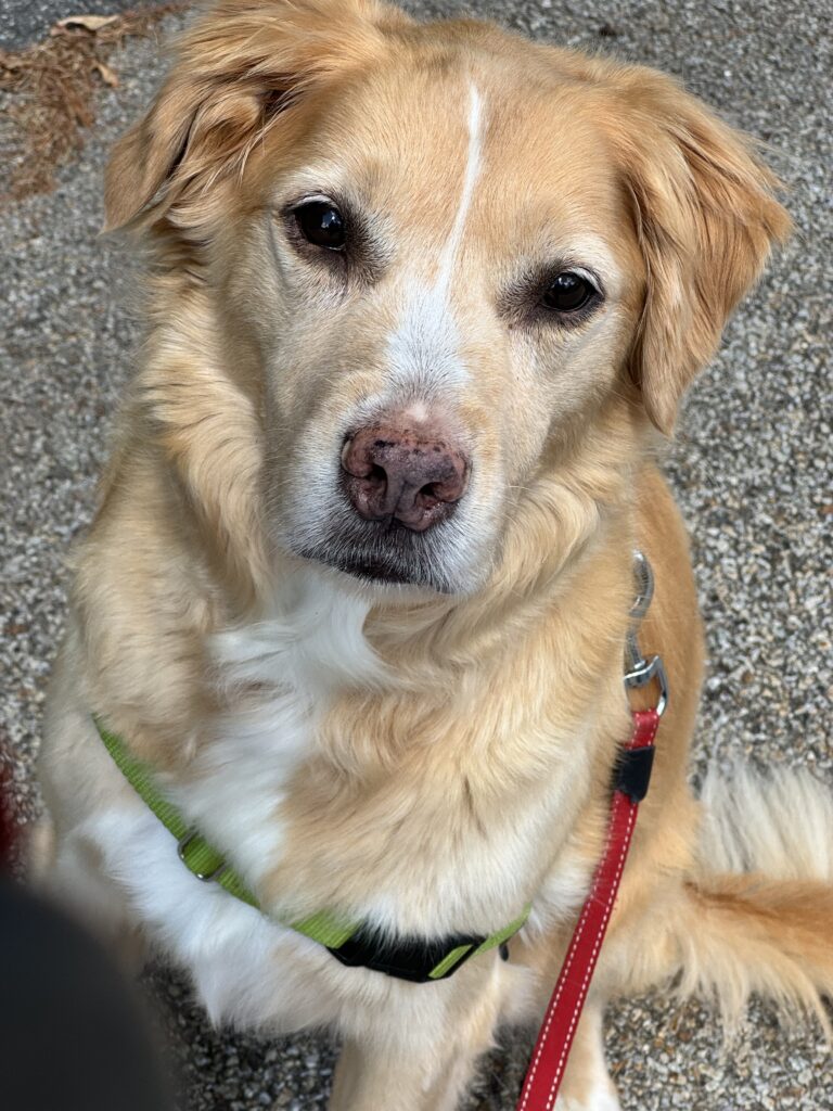Happy National Pup Day!