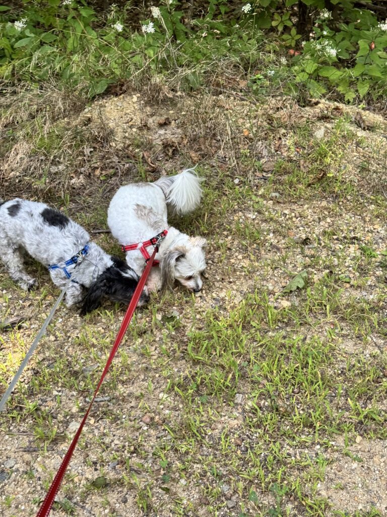 Best Buddies
