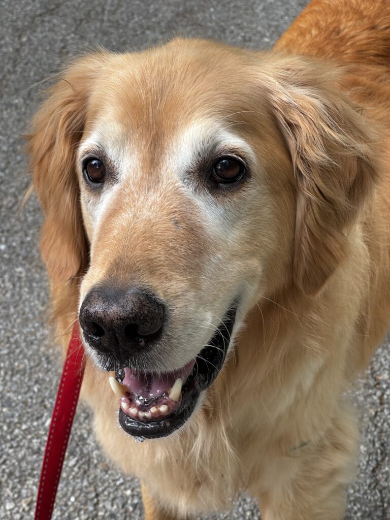 Tiptoeing Into The Weekend 🐾