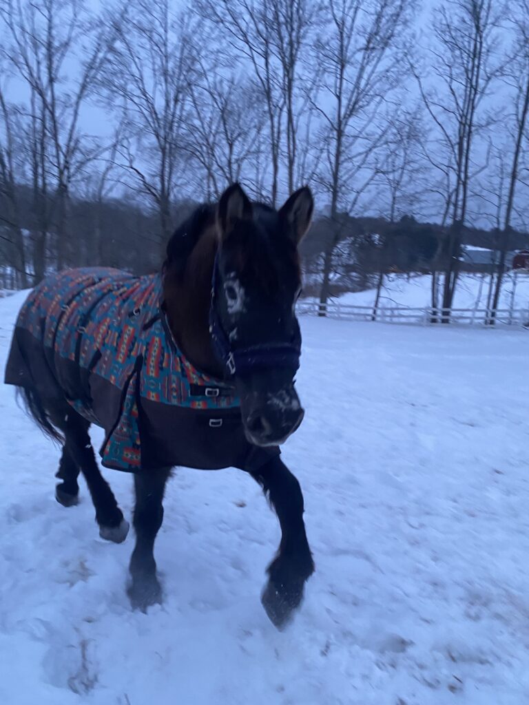 Morning Flurries ❄️