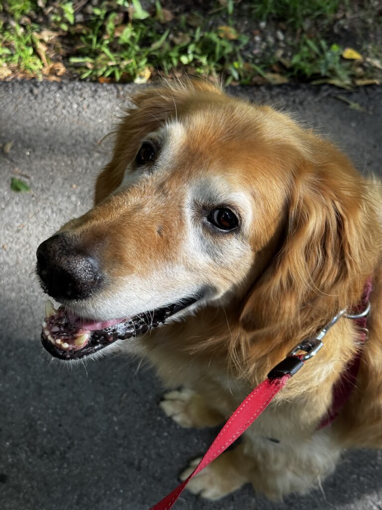 Squirrel! Jogger! Arlo!