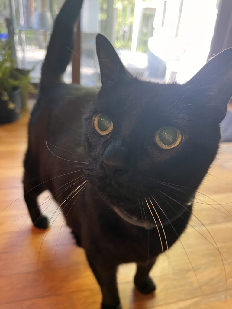 Caturday