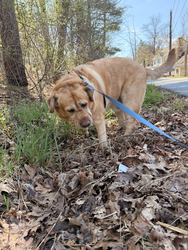 Sniff Sniff Tug
