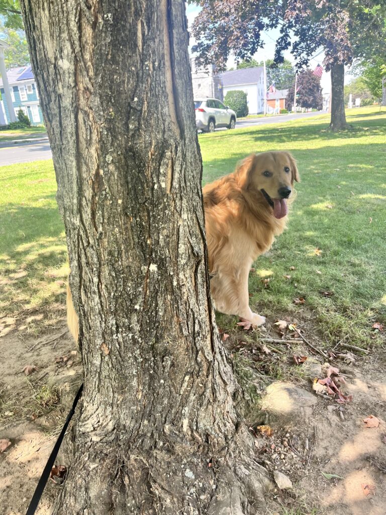 Pawfect Time!