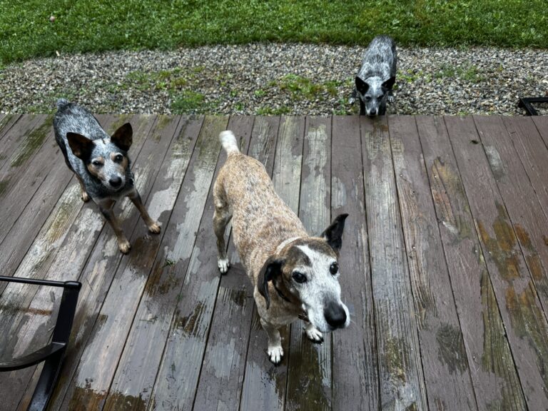 Soggy Goodbyes 👋