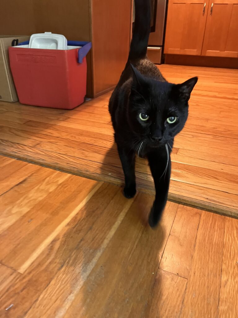 Purrfect Cash