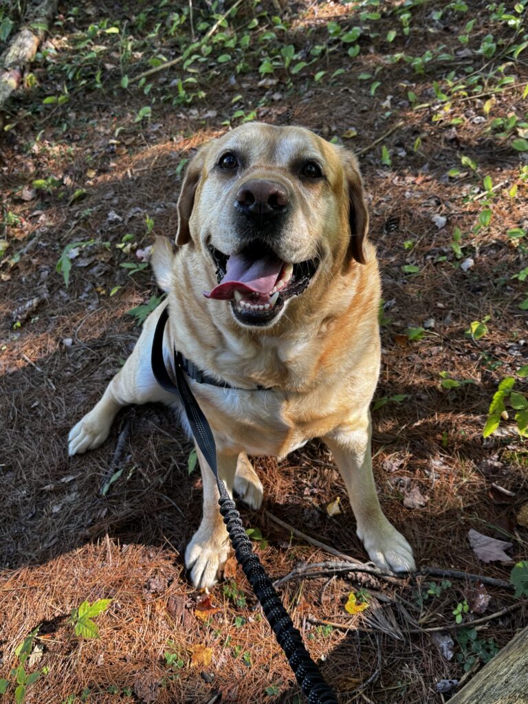Happy Pup!