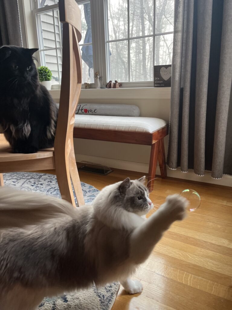 Caturday morning 🐾🥰