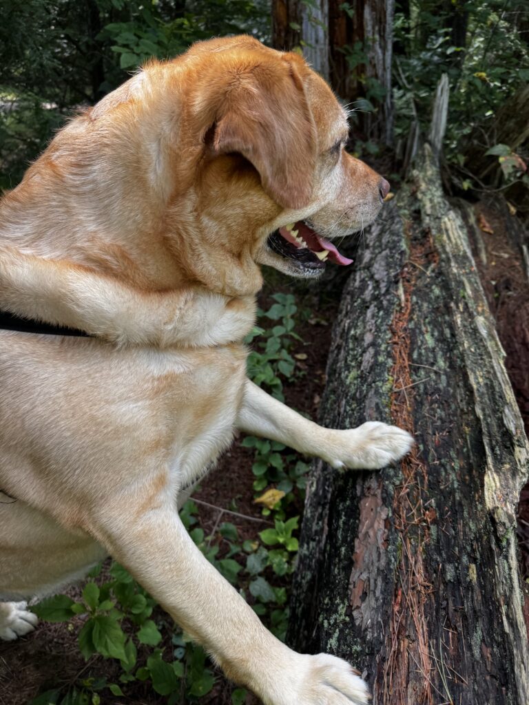 Still Hunting Acorns