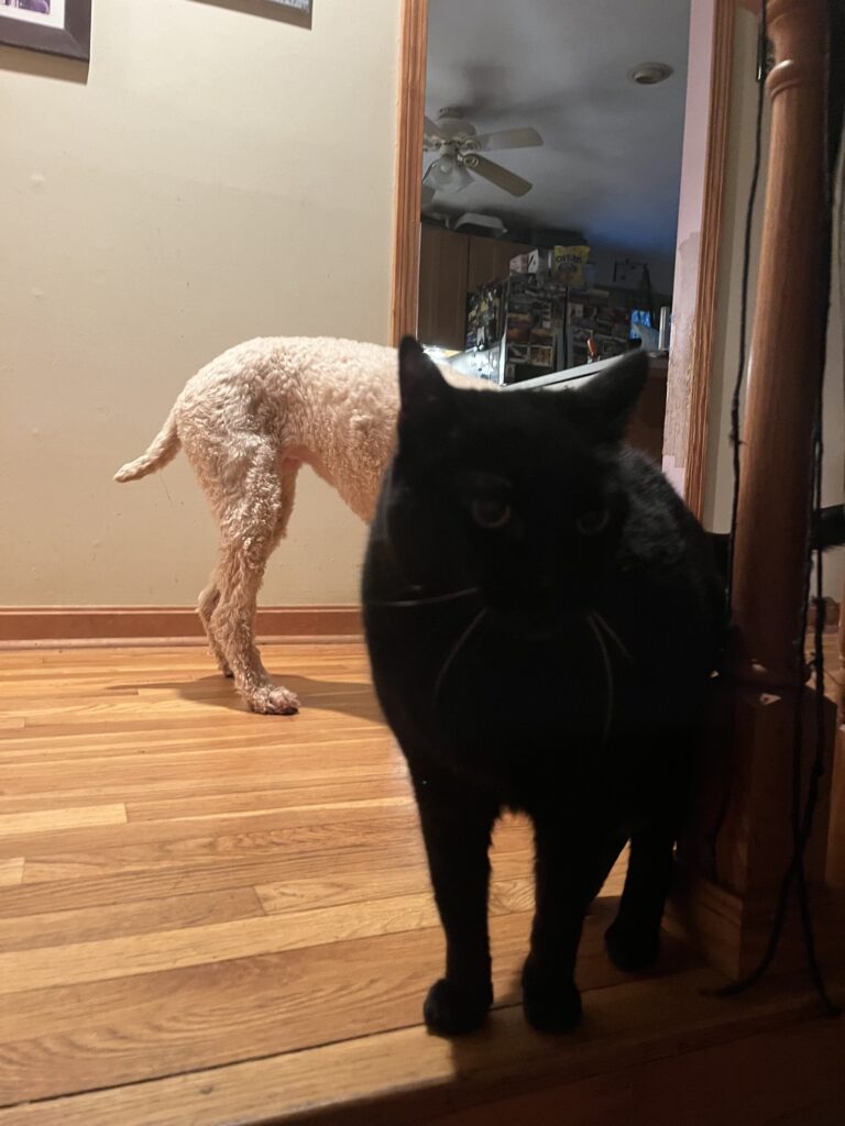 A visit full of pets 🥰