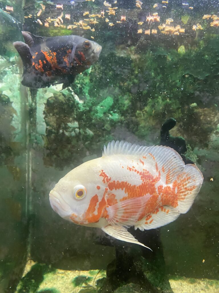 Fishy Friends 🐟 🐠