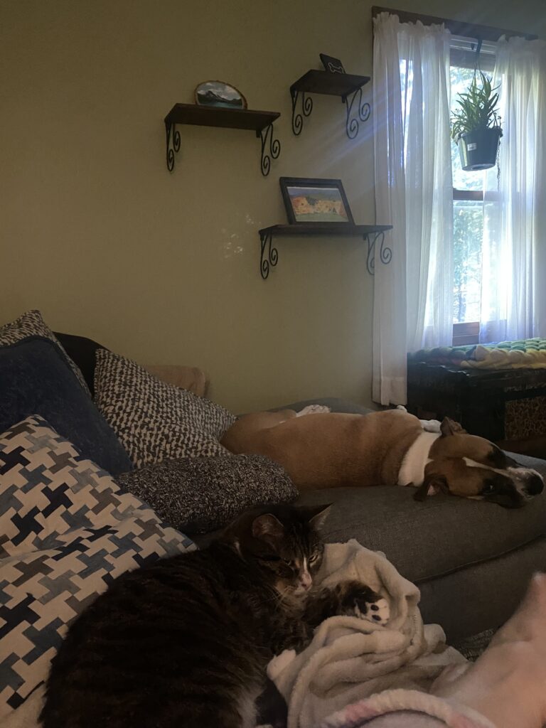 Sunday Snuggles 🥰☀️🐾