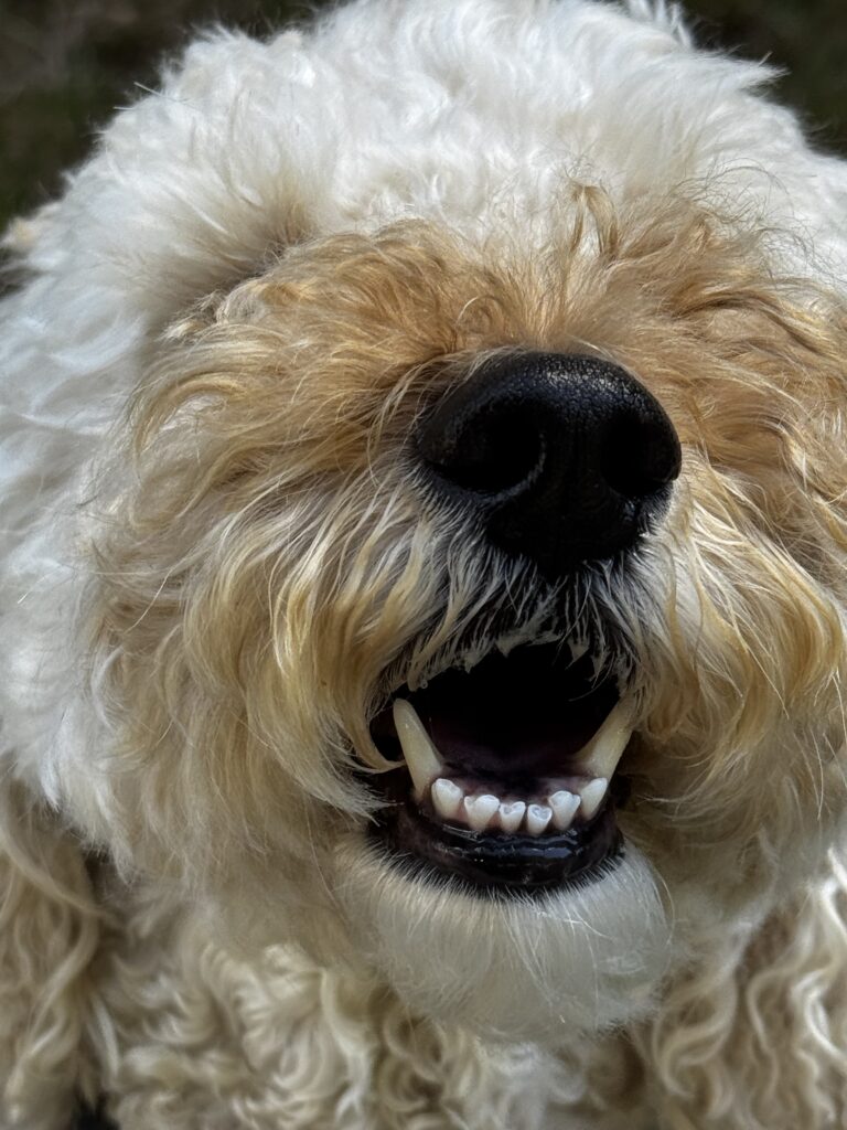 Friday Is FriYay with Millie!