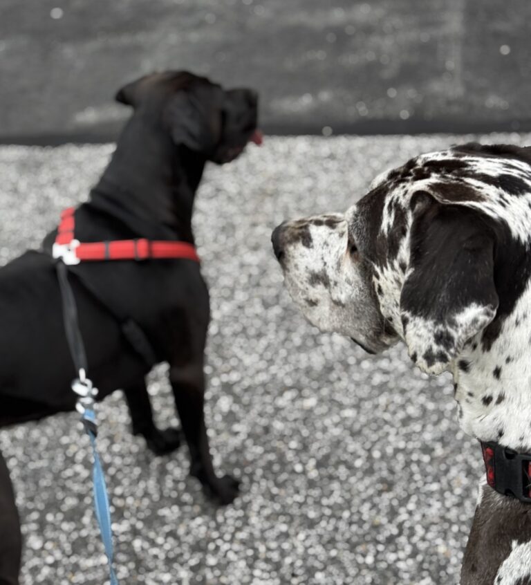 A Walkabout For Two 🐶🐶
