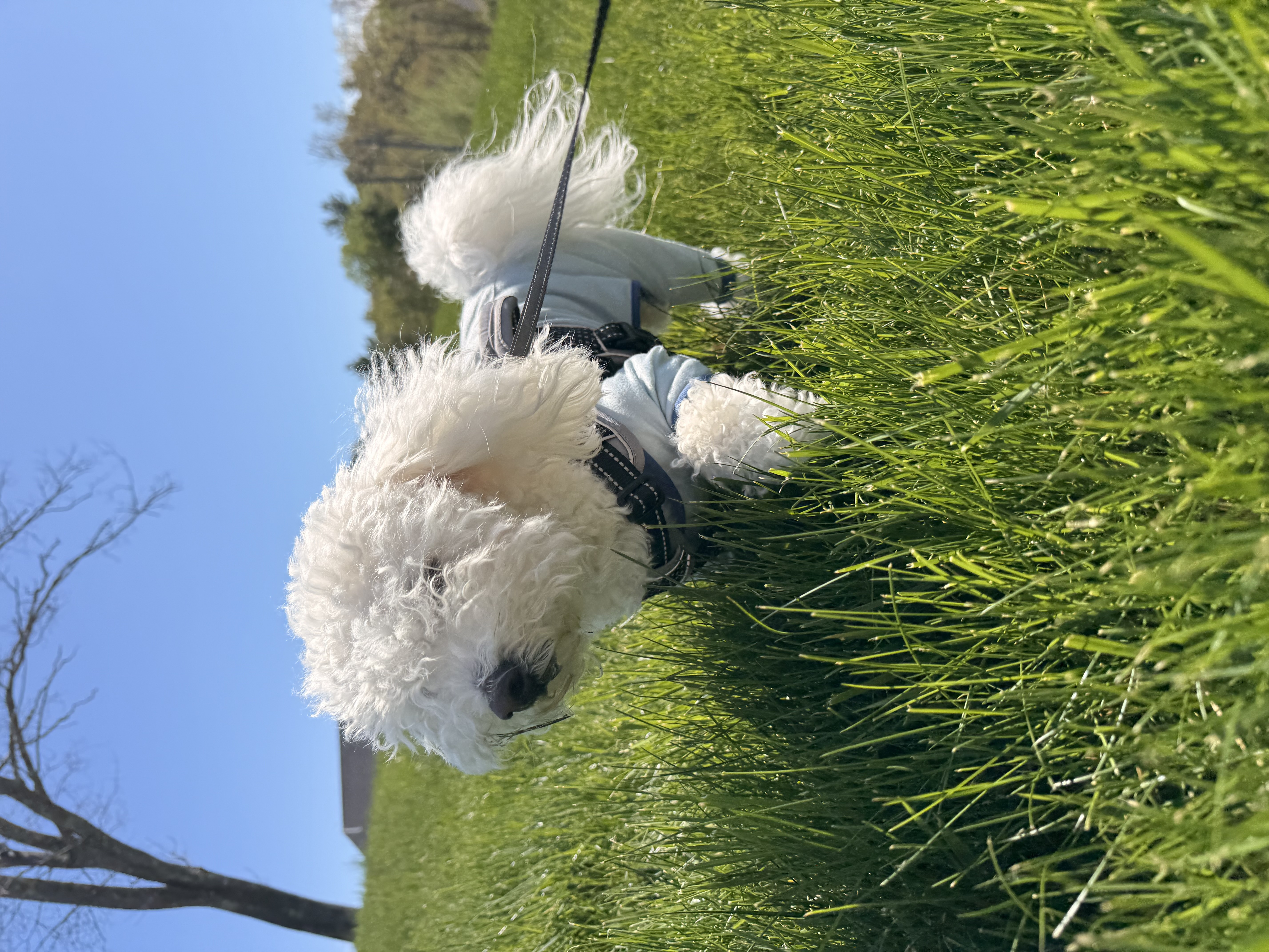Majestic Mylo