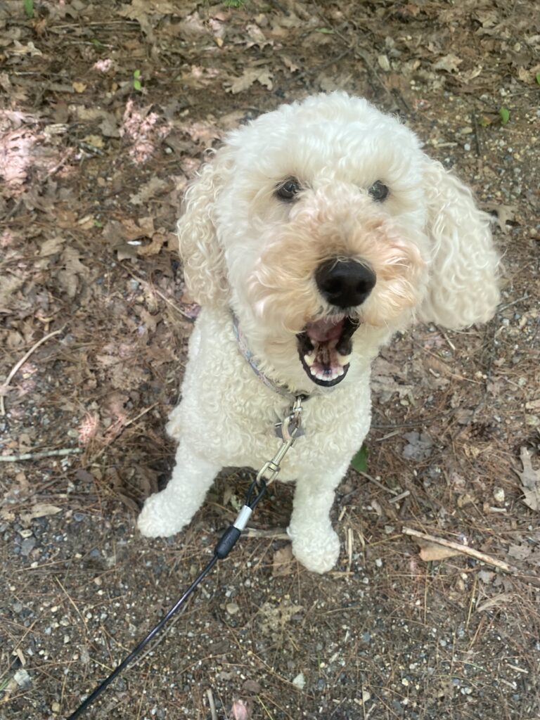 Happy Paws 🐾