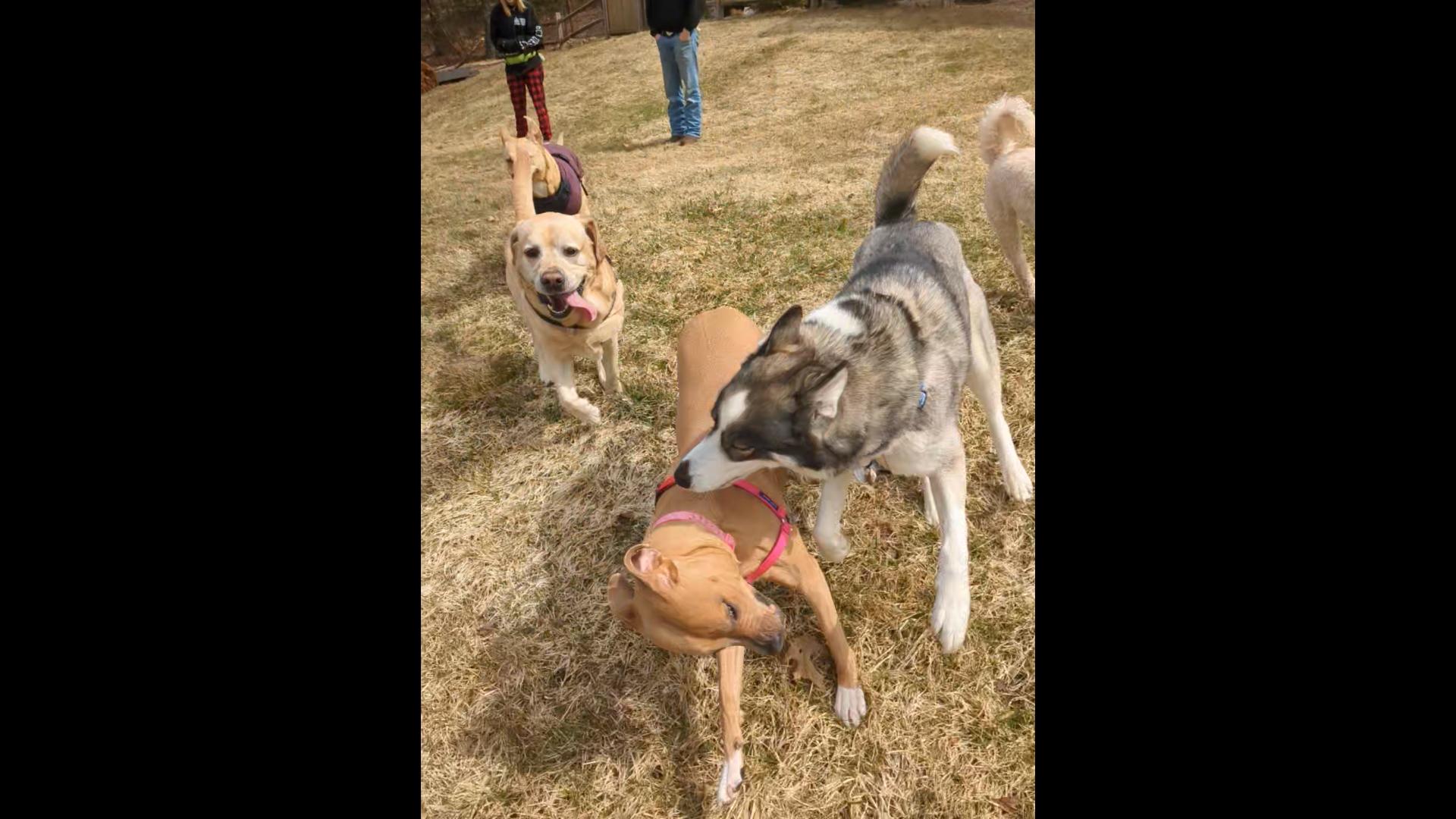 Gotta Catch ’em All