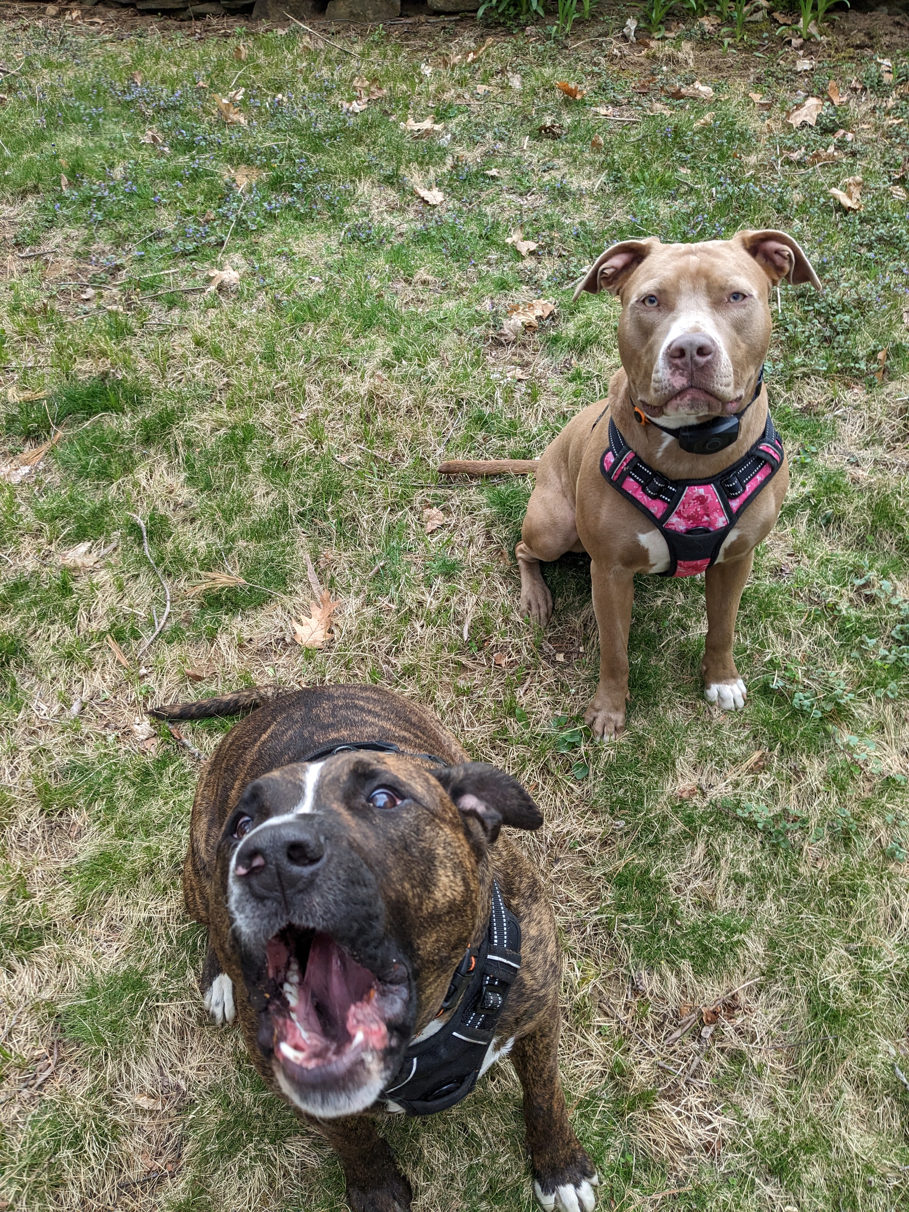 Welcome Meme and Milo! First visit is a cinch!