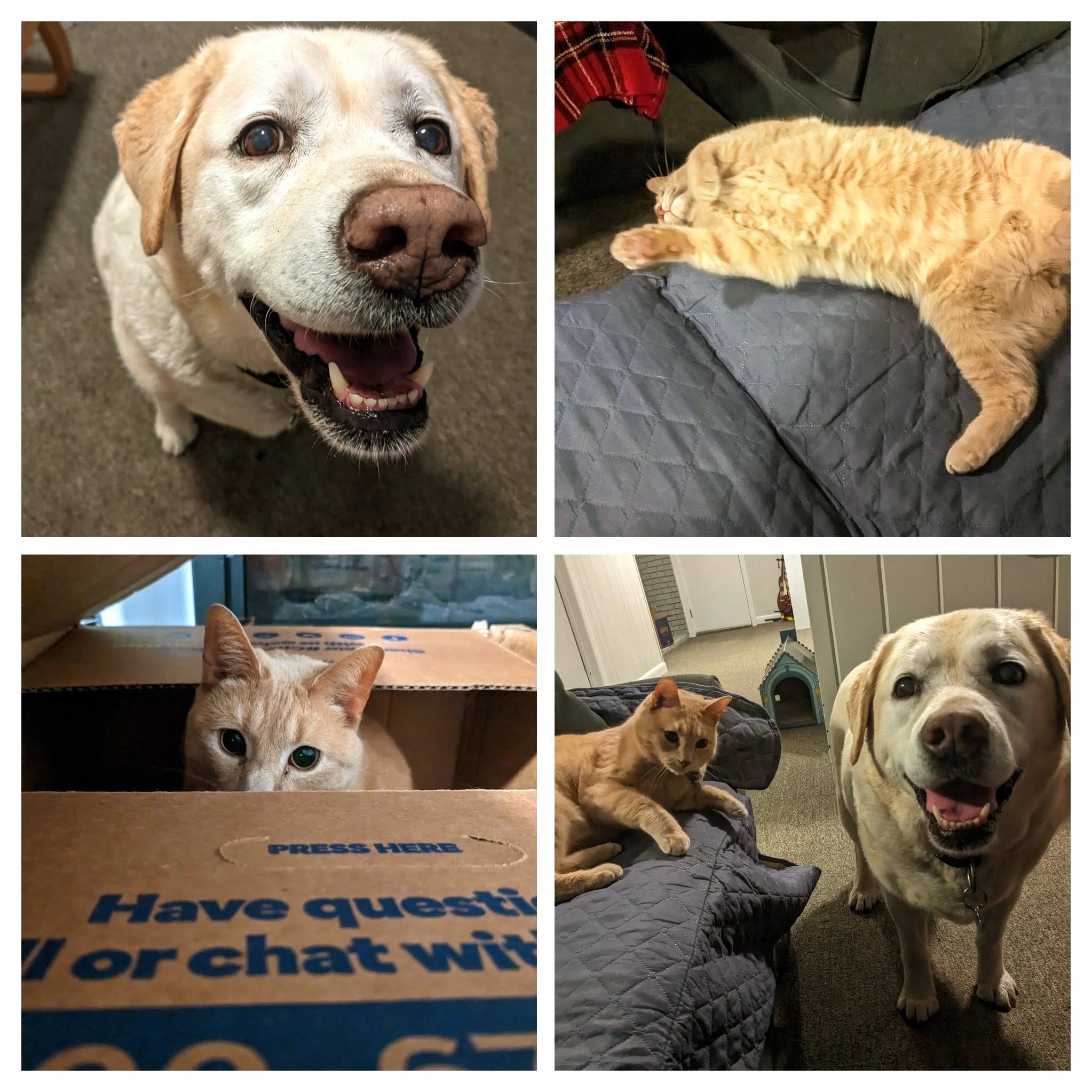 Saturday night silliness with Nahla & Hodor!