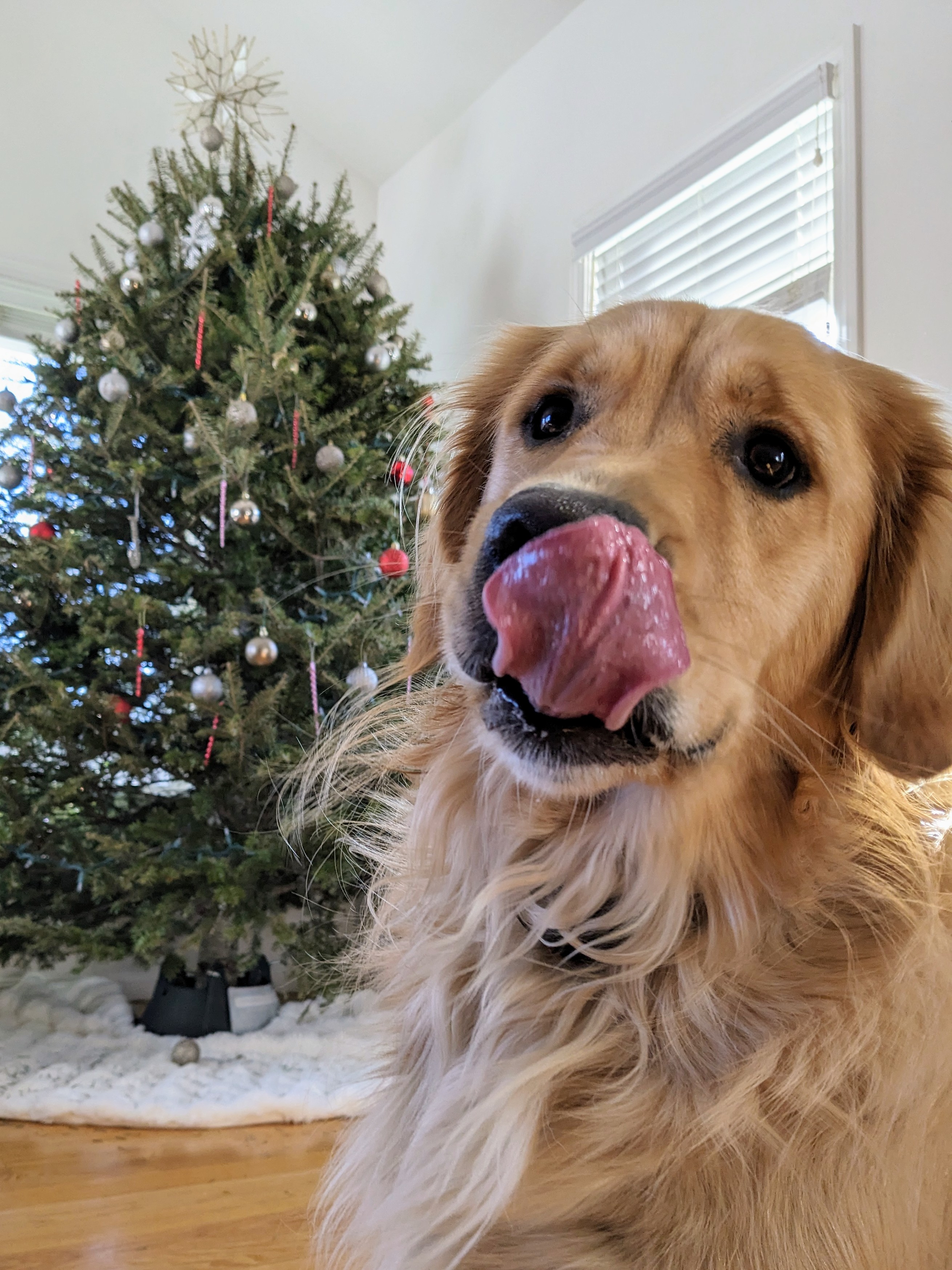 Christmas spirit! 🎄