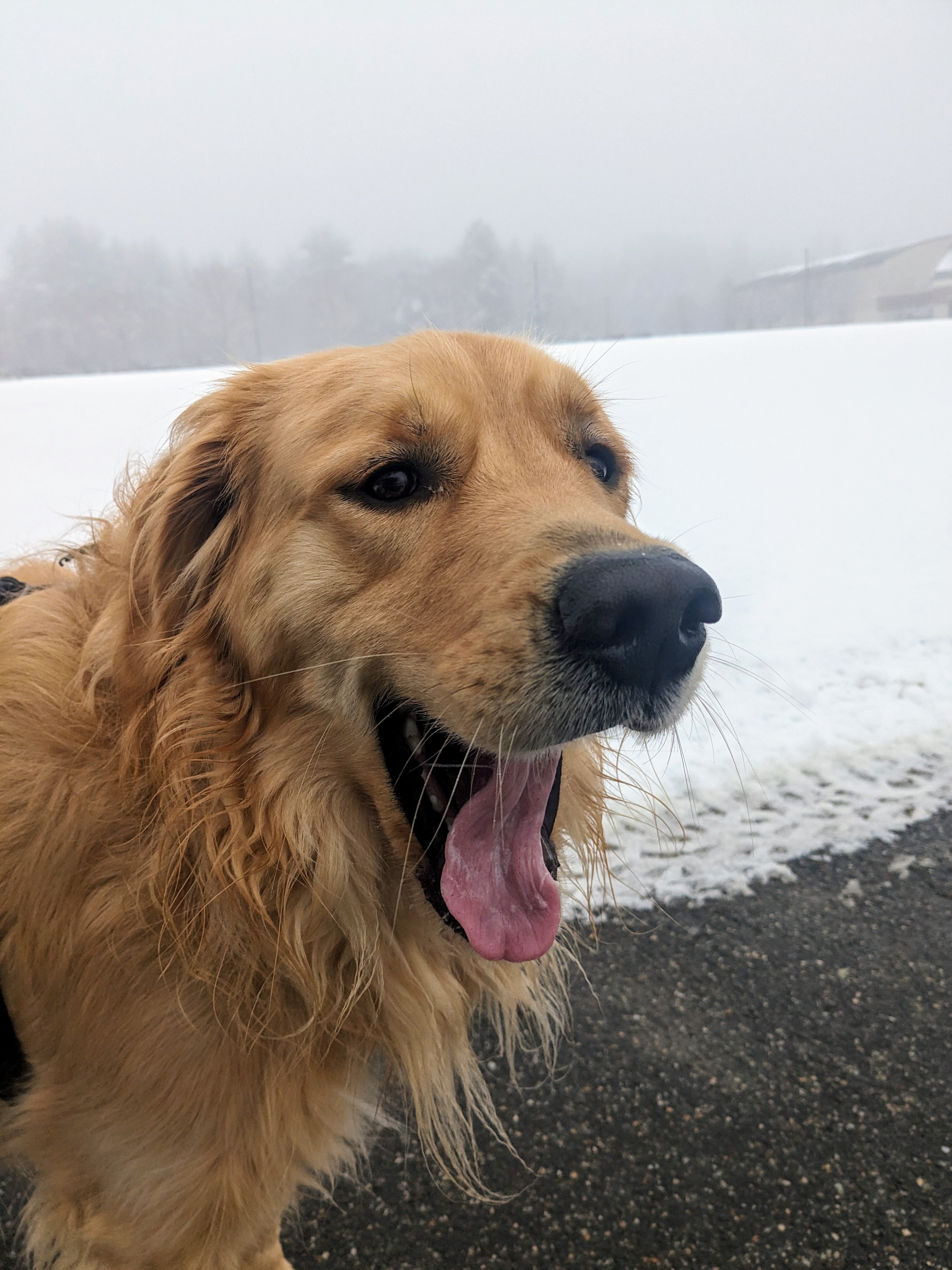 A Soggy Foggy Doggy Walk!😂❤️🐾