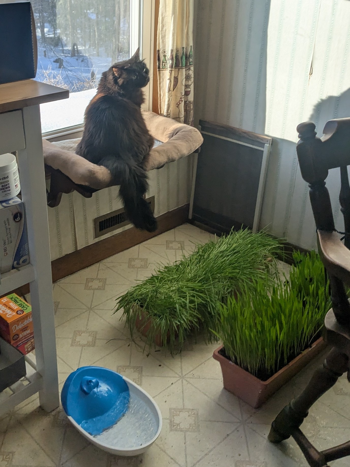 The Catbird Seat