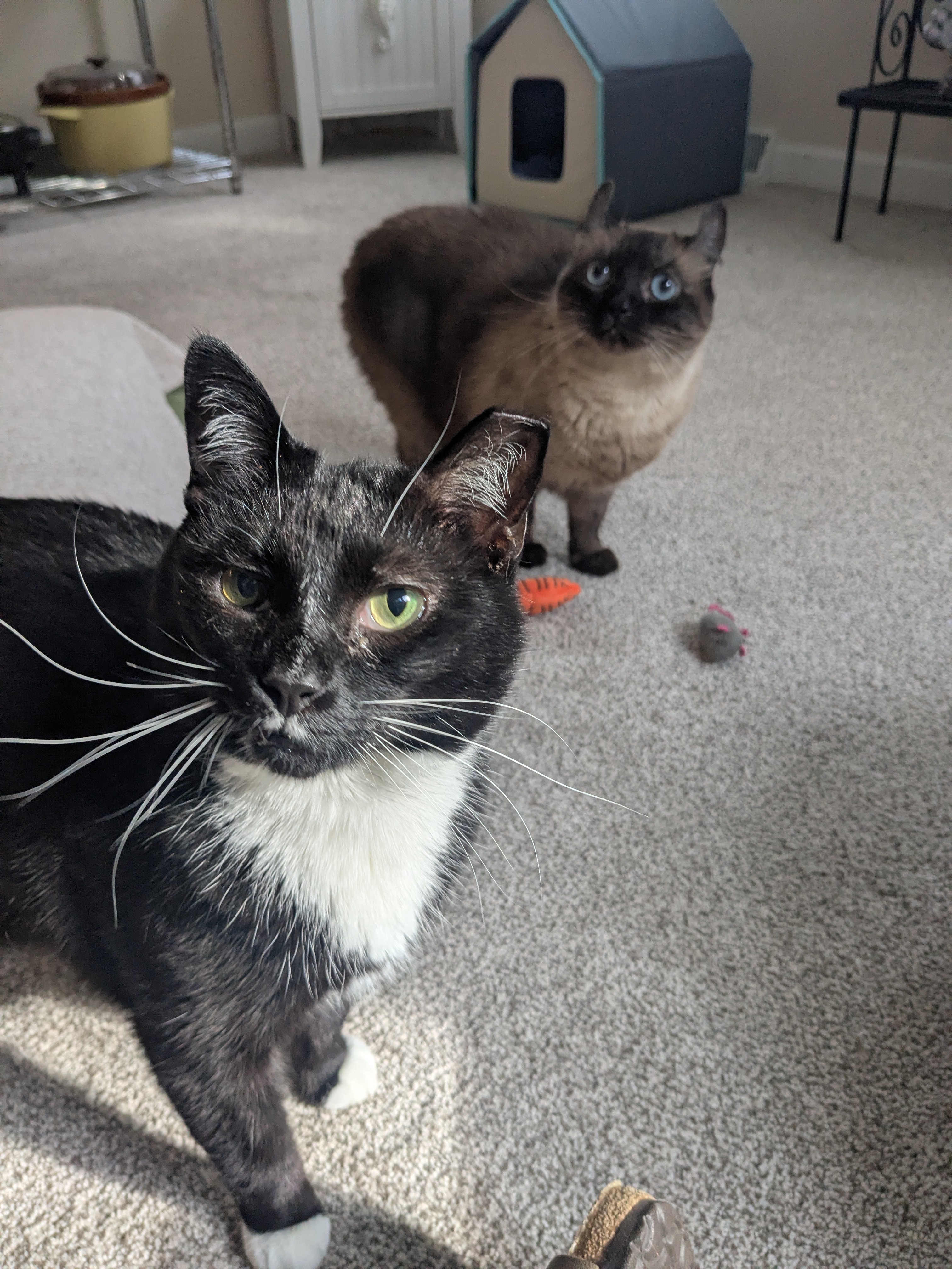 Izzy & Prince
