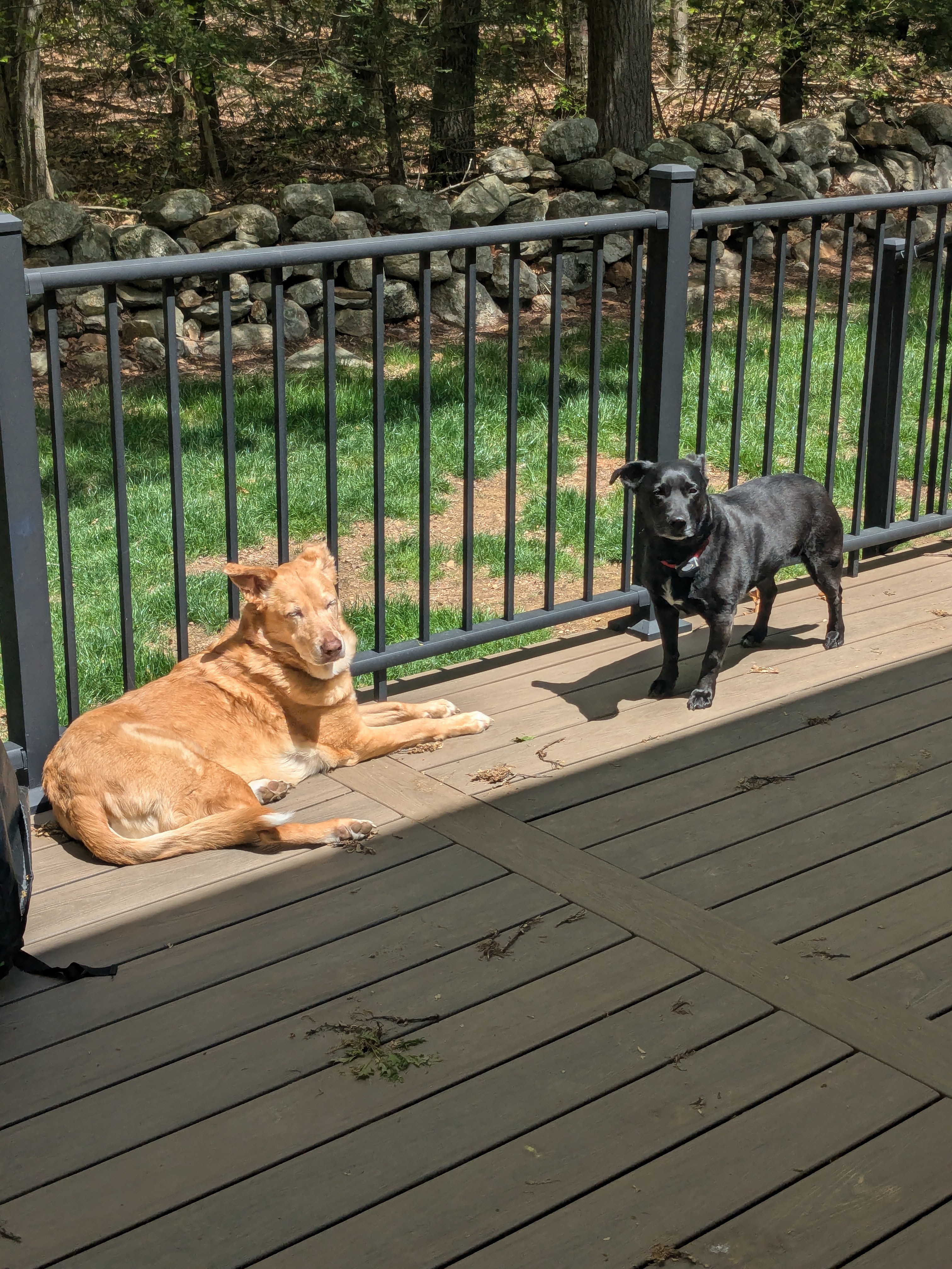 Sunbathing!