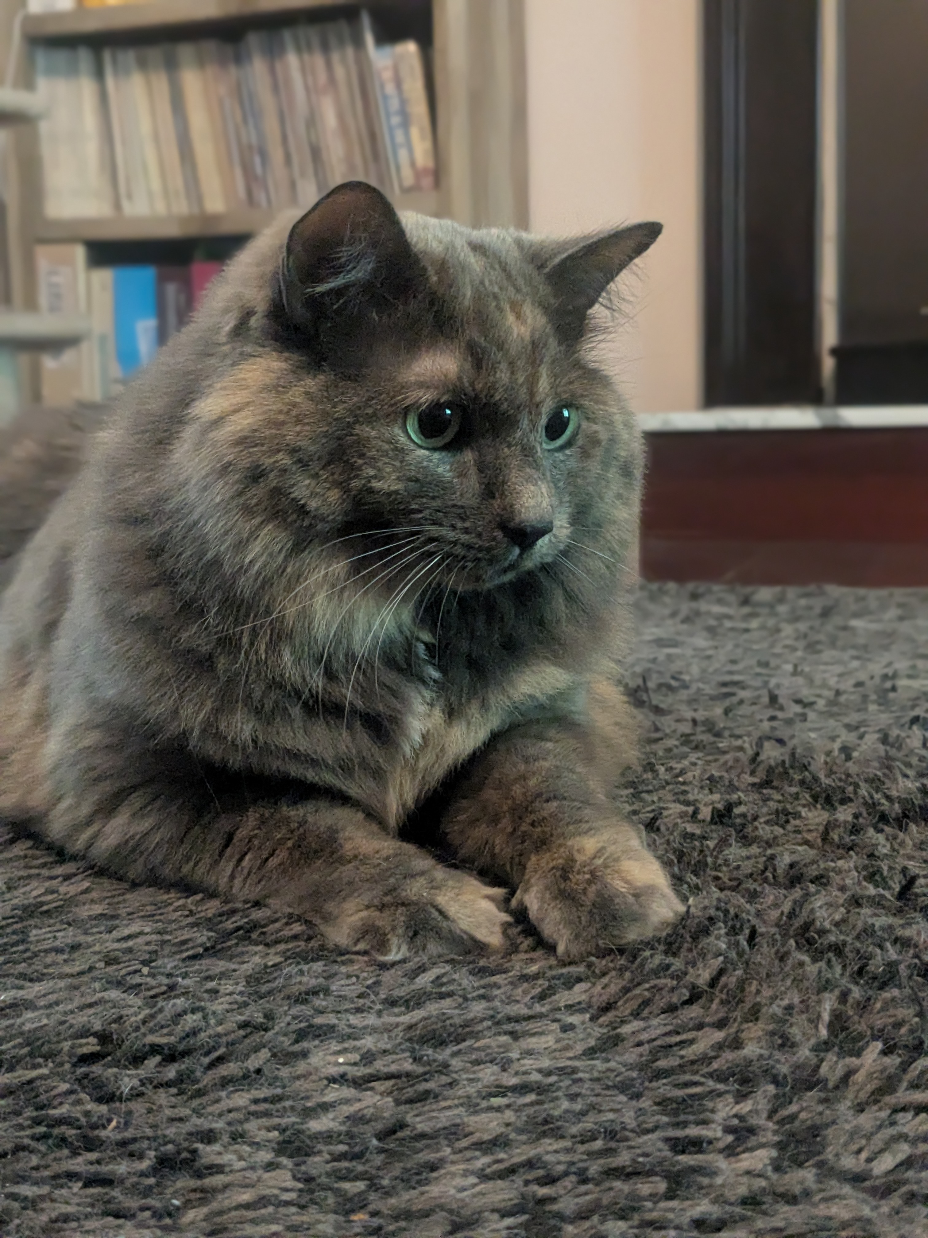 Laser Focused!😻