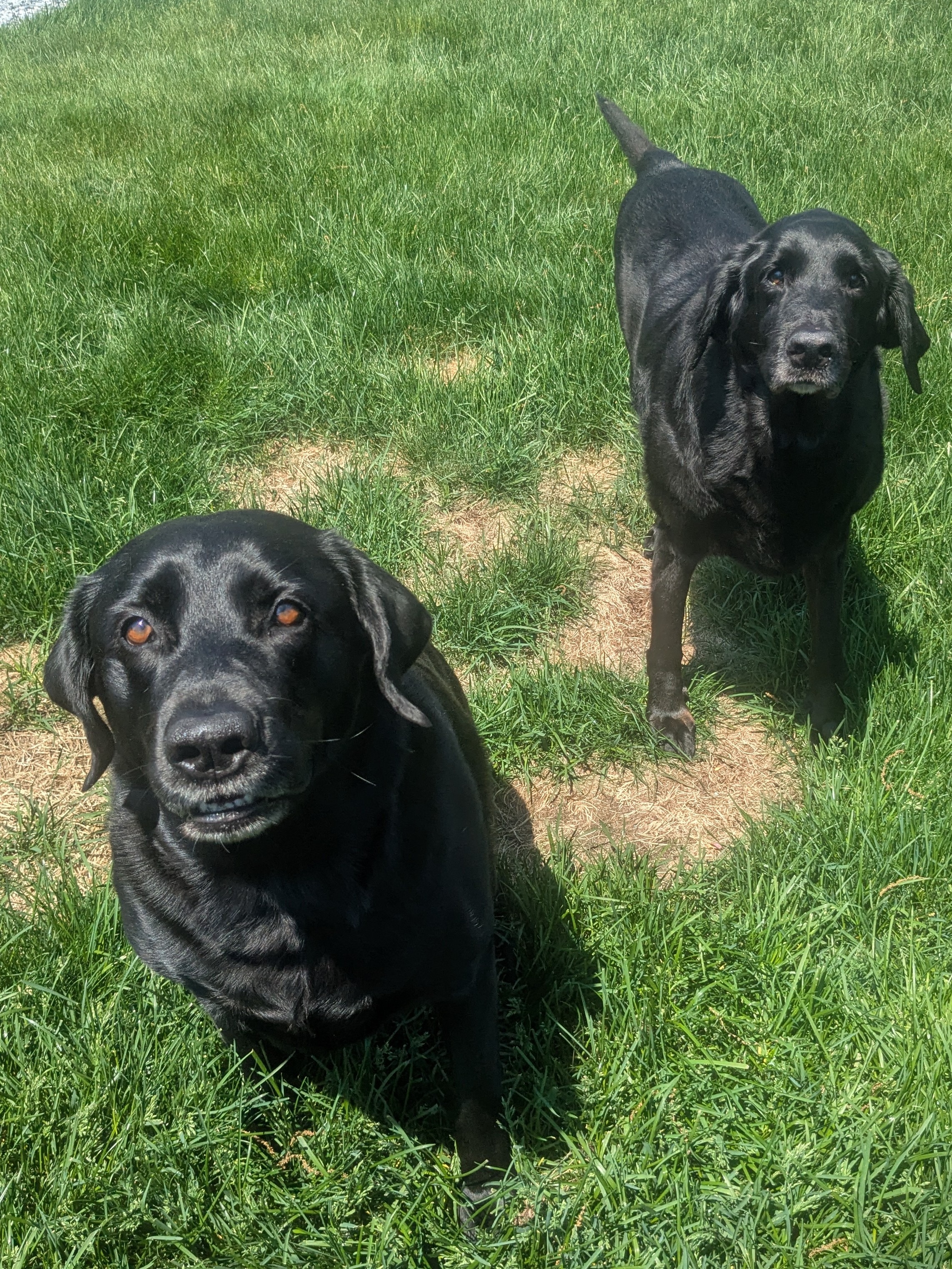 Hot Diggity Dogs!