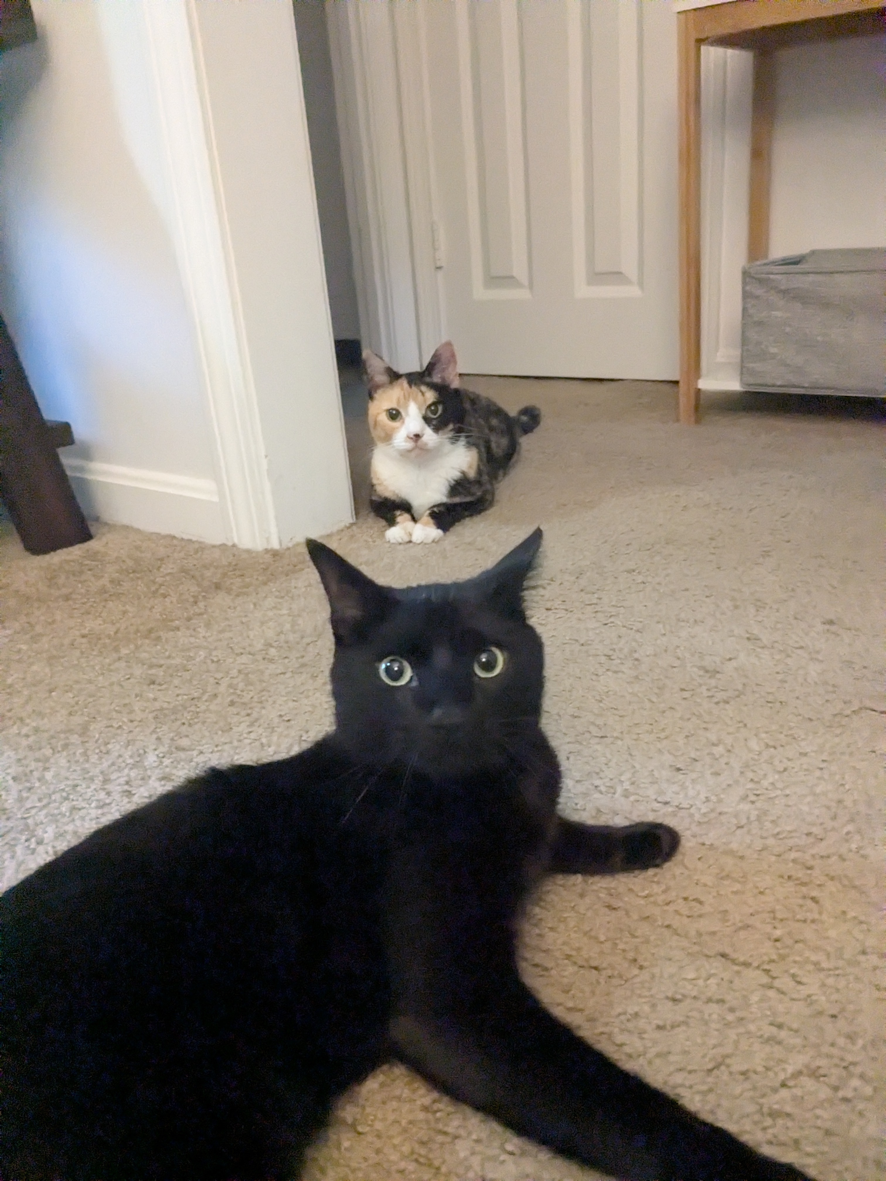 Good Meowning!