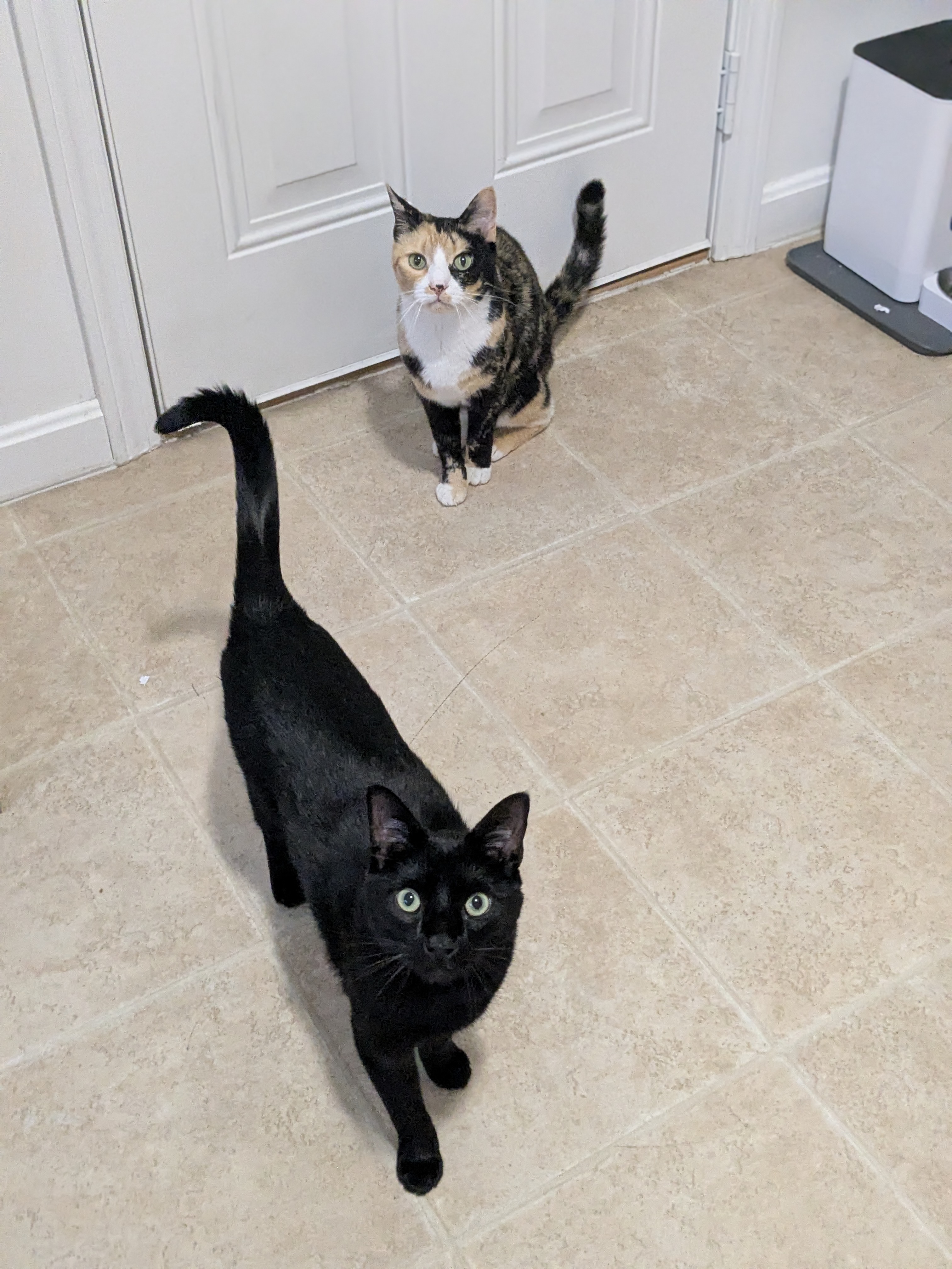 Dinner With Furiends