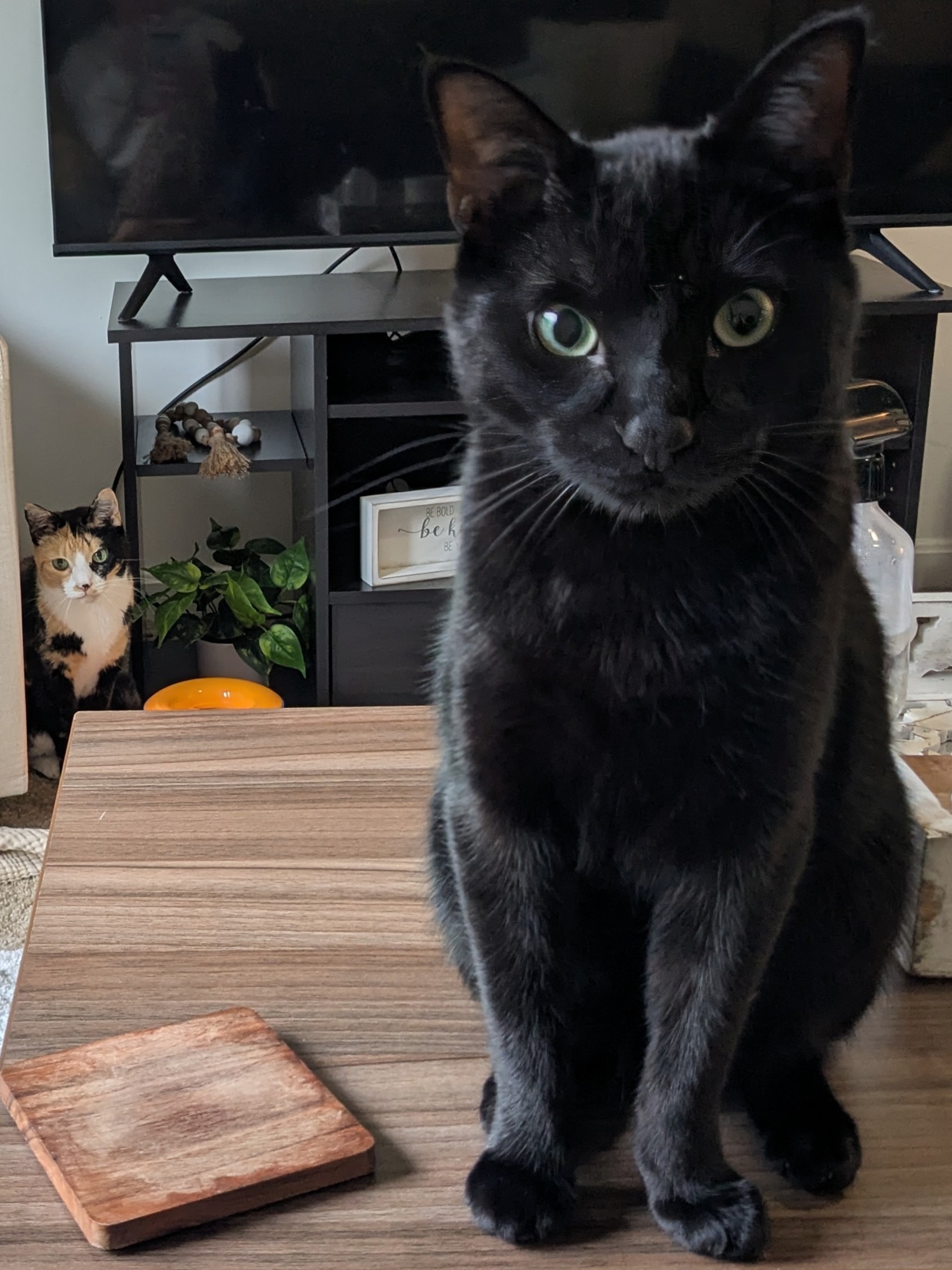 Happy Caturday!😻