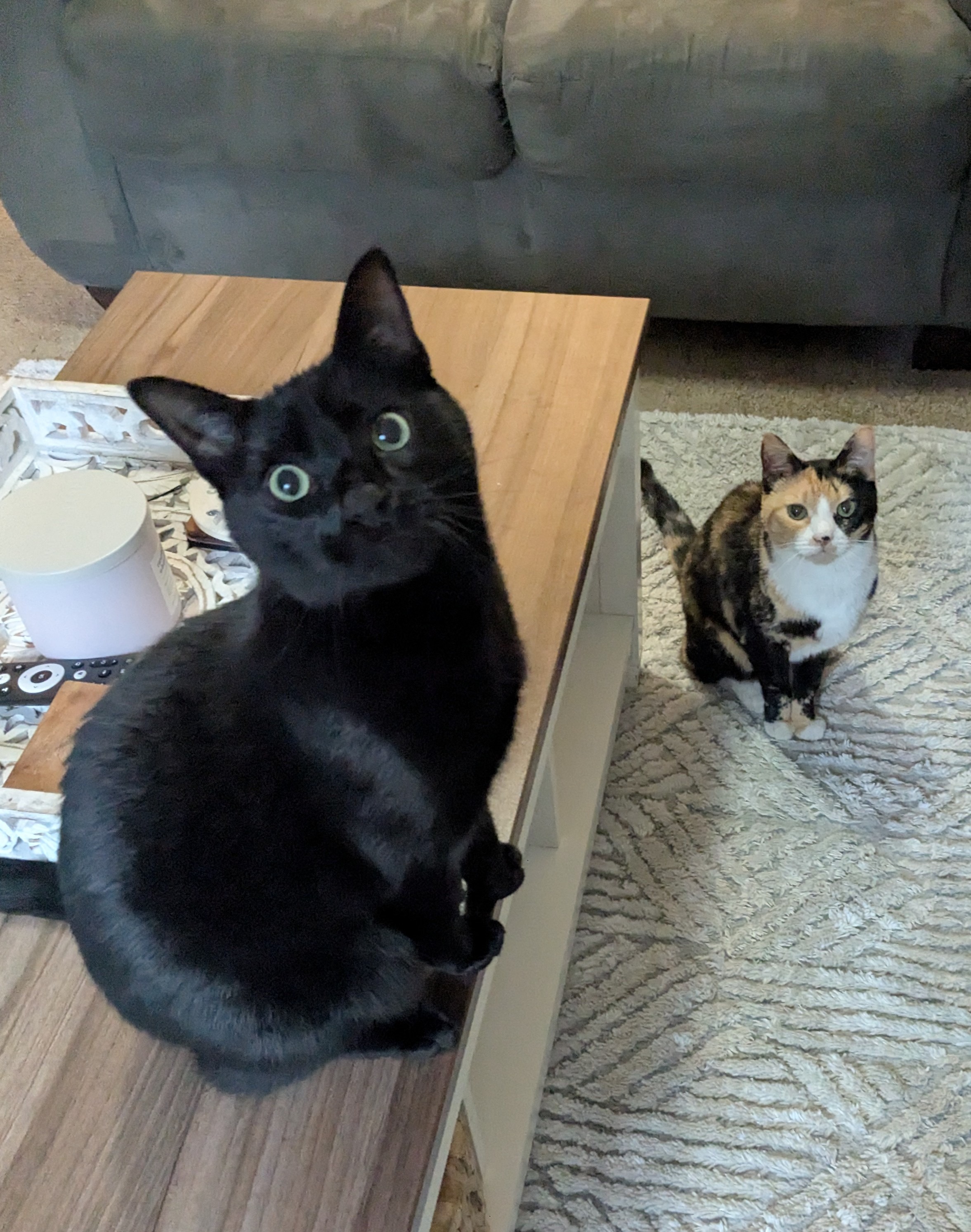 A Case Of The Sillies!😹