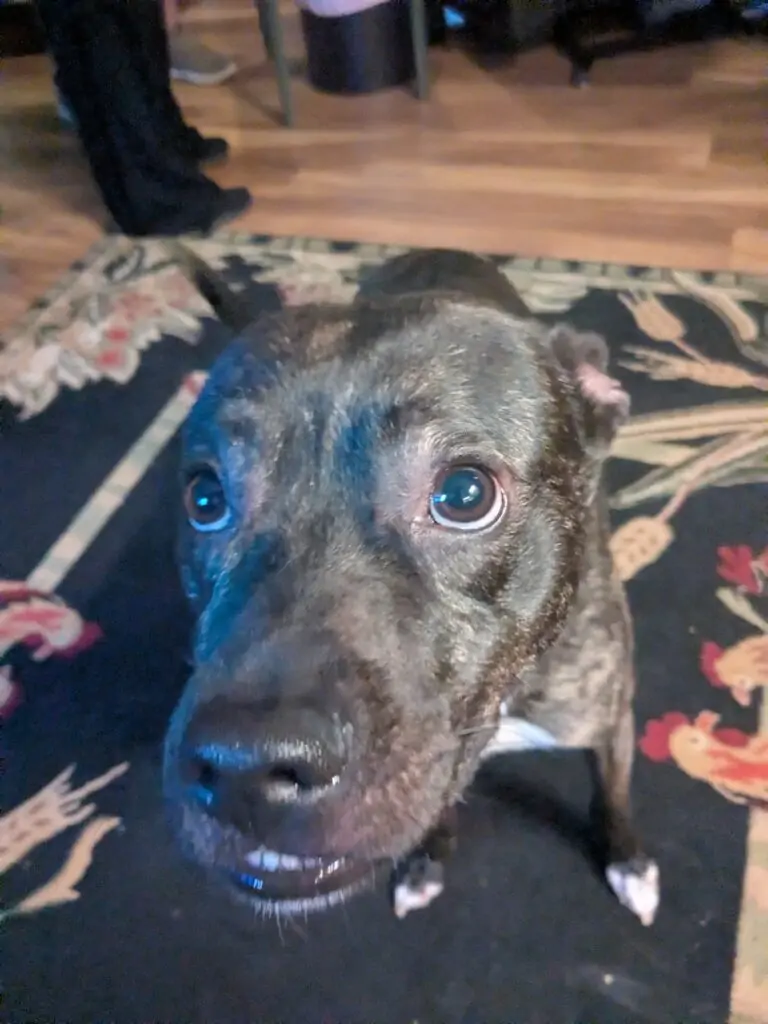 Welcome Buddy