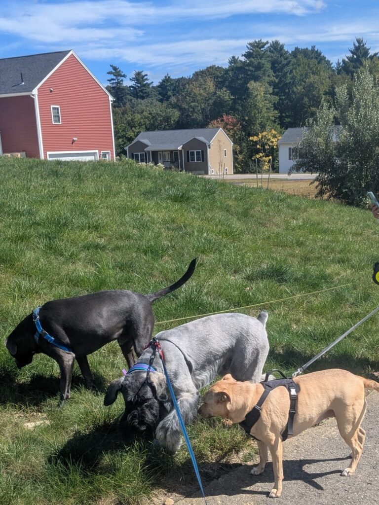 Jasper Surprises Lucy & Oliver!