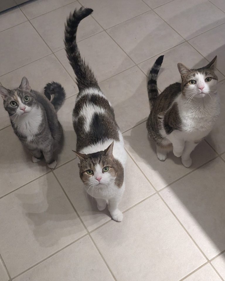 Happy Purrs-day! - a Lindsay Loves Pets love note photo
