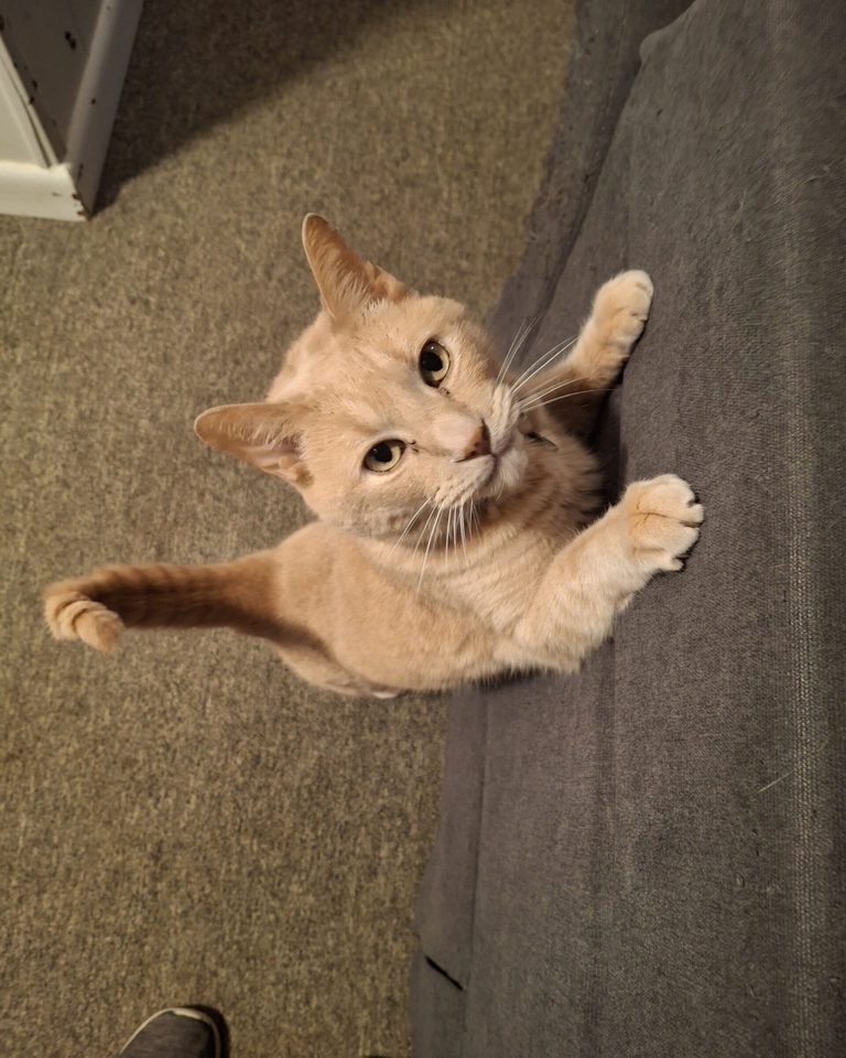 Hello Adorable!! - a Lindsay Loves Pets love note photo