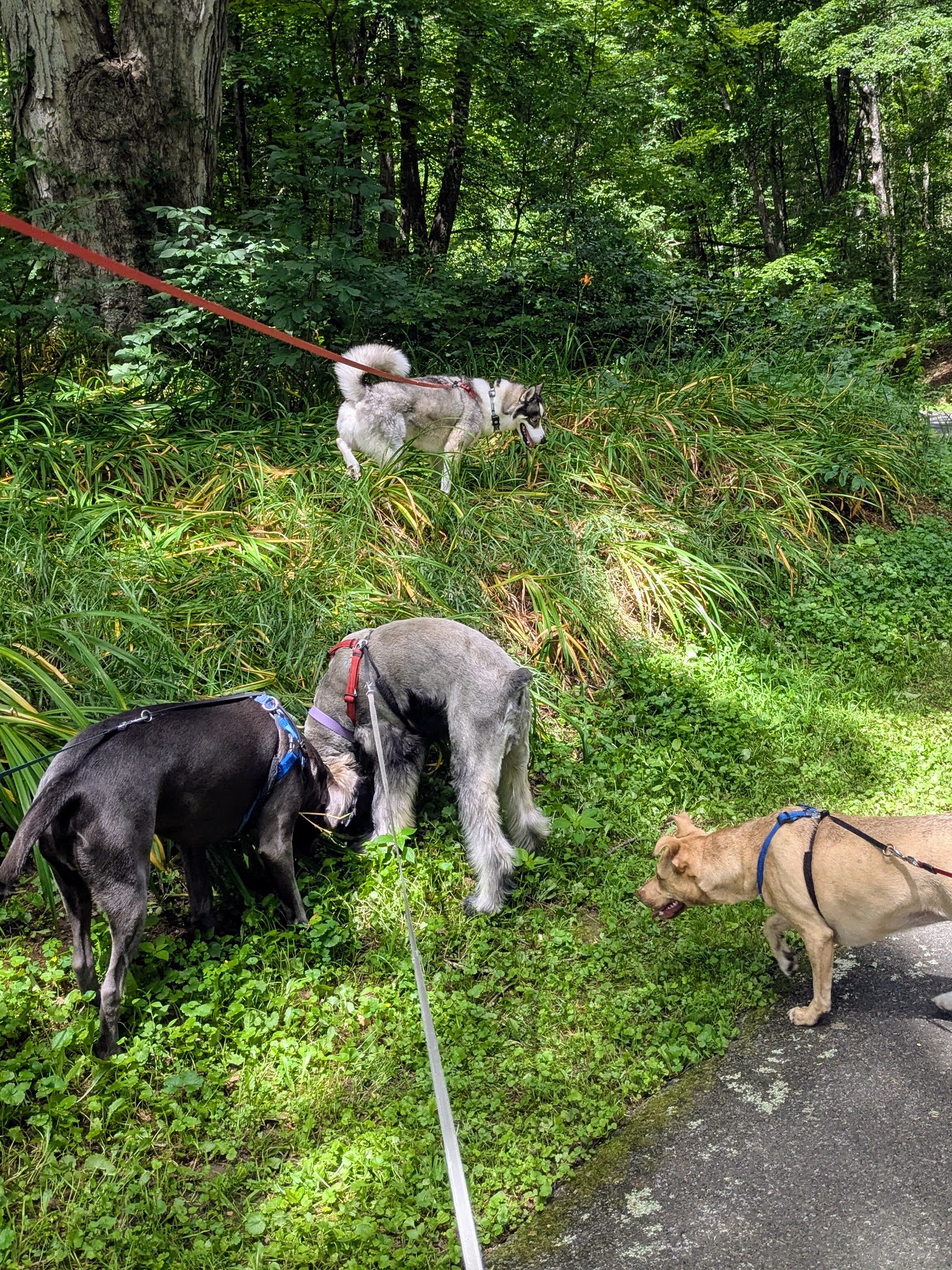 The Wild Bunch