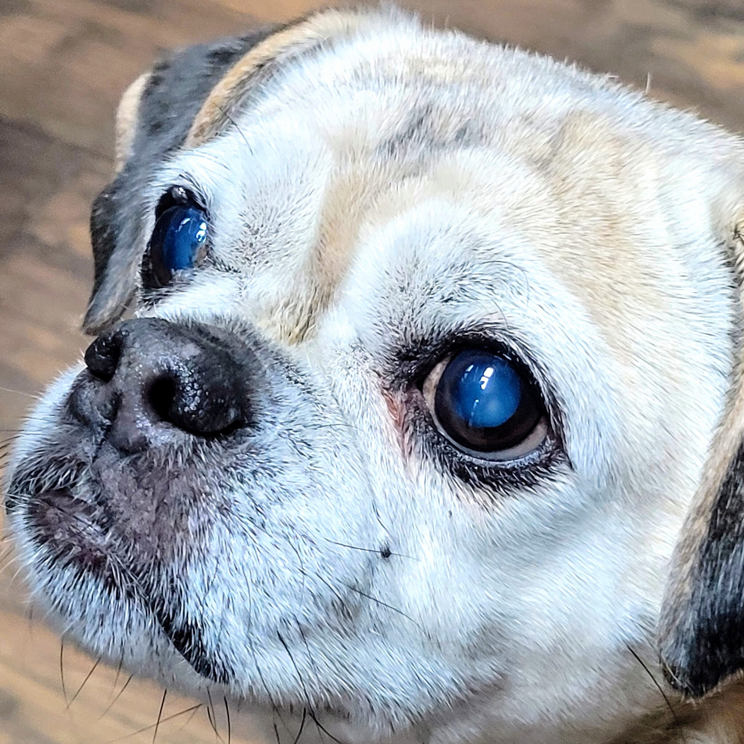 Sadie