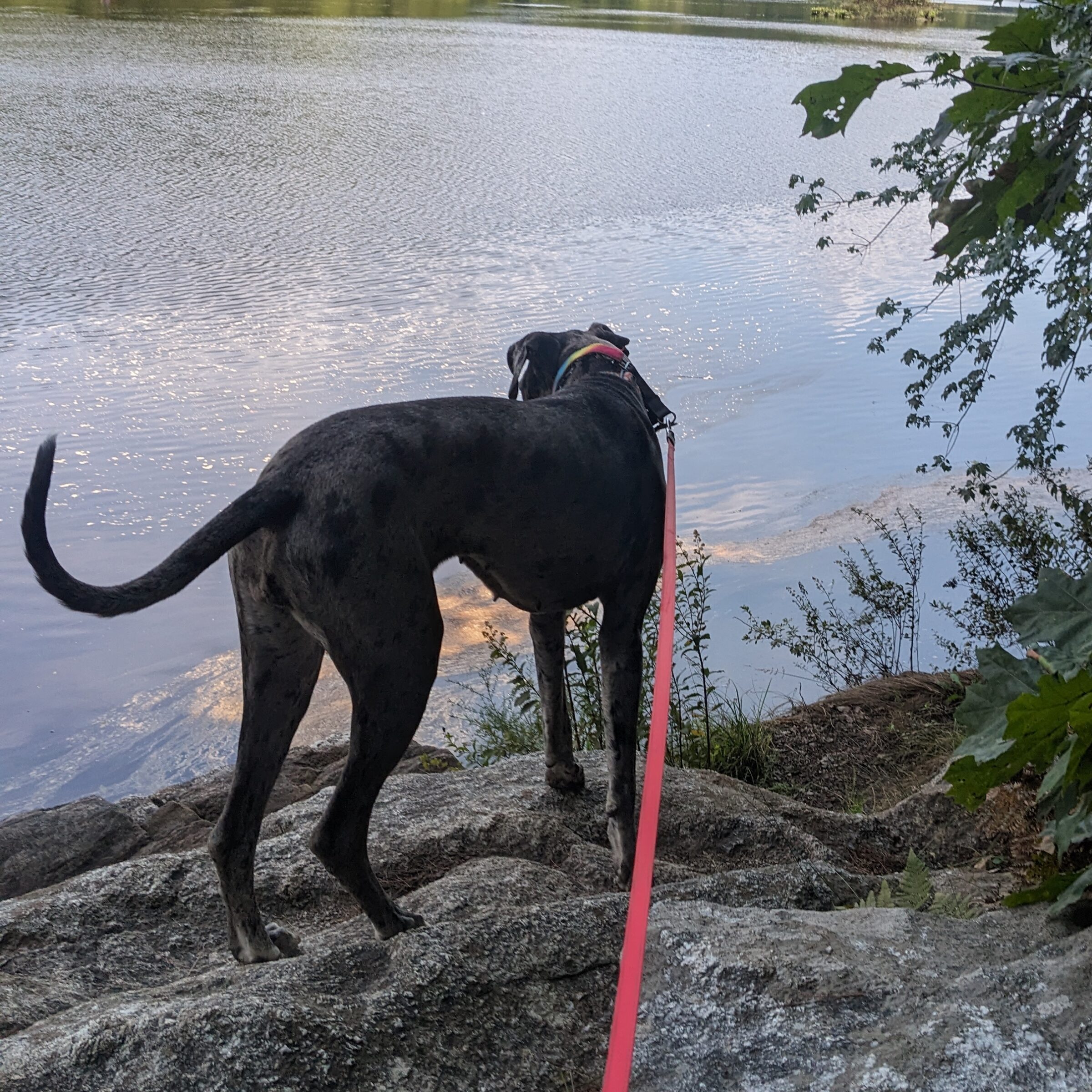Koda