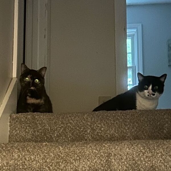Indiana Jones