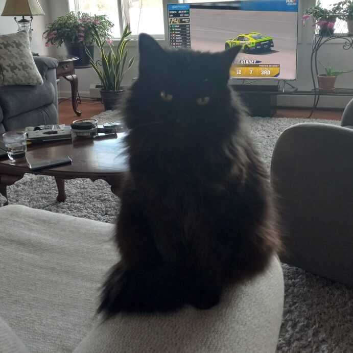 Stella
